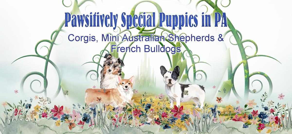 Pawsitively Special Puppies in PA